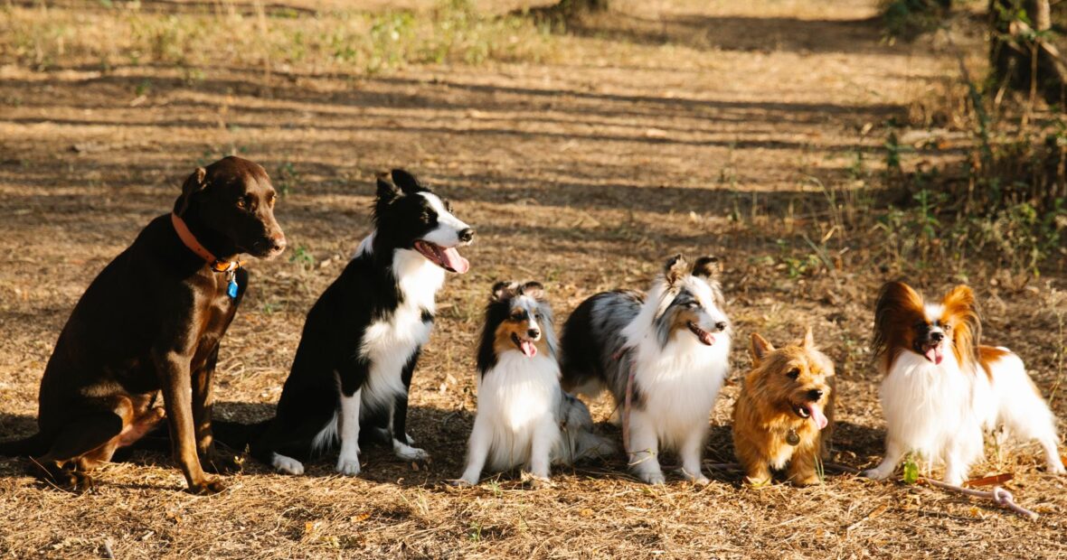 a group of popular dog breeds sitting together outdoors