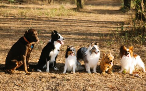 a group of popular dog breeds sitting together outdoors