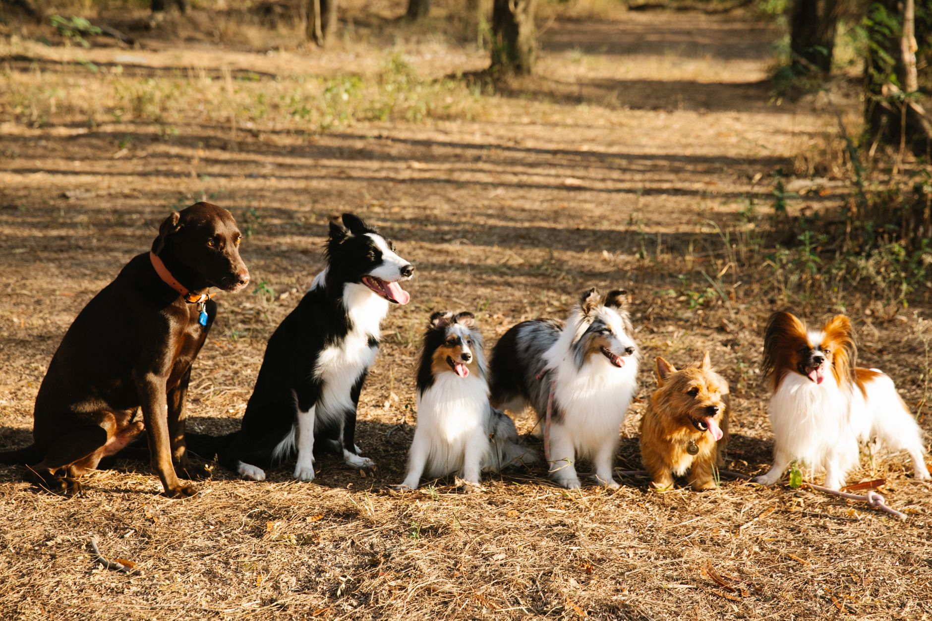 a group of popular dog breeds sitting together outdoors