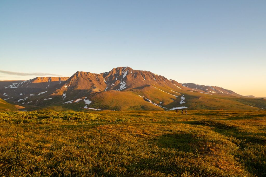 rare alpine tundra plants near the summit of Mount Mansfield Vermont