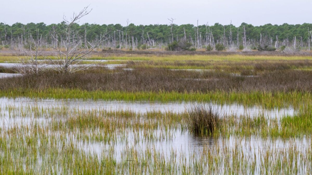 Coastal marsh wetlands in the Southeast