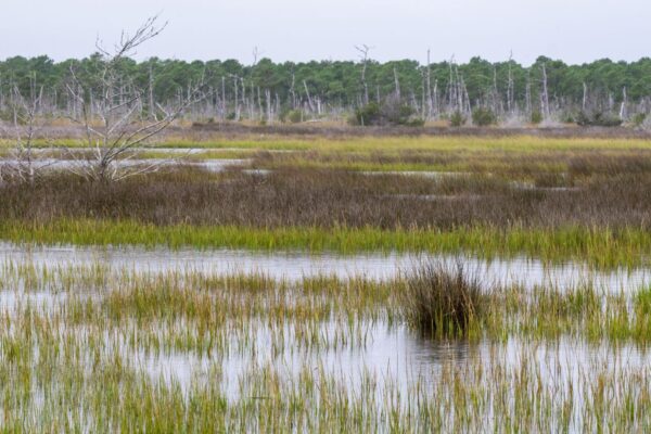 Coastal marsh wetlands in the Southeast