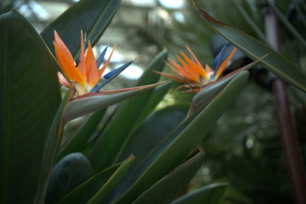 Blooming flower beds and glass conservatory at Longwood Gardens near Philadelphia