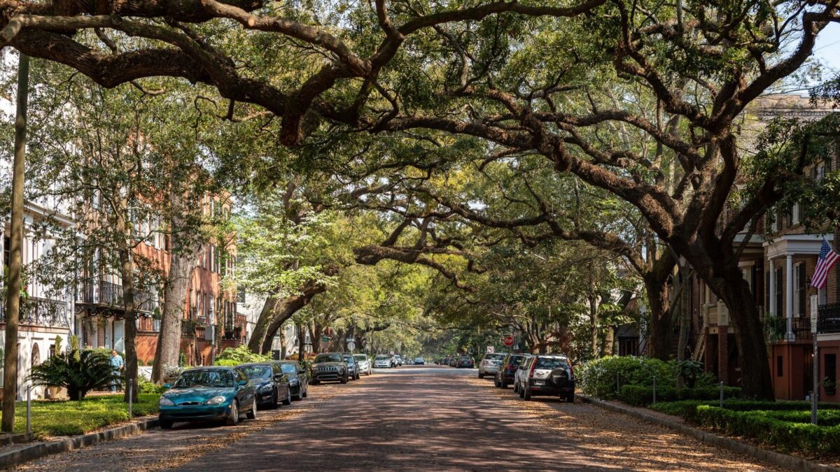Historic street lined with oak trees in the American South