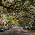 Historic street lined with oak trees in the American South