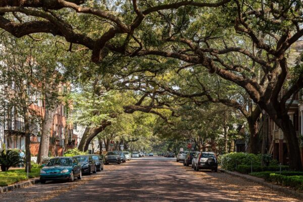 Historic street lined with oak trees in the American South