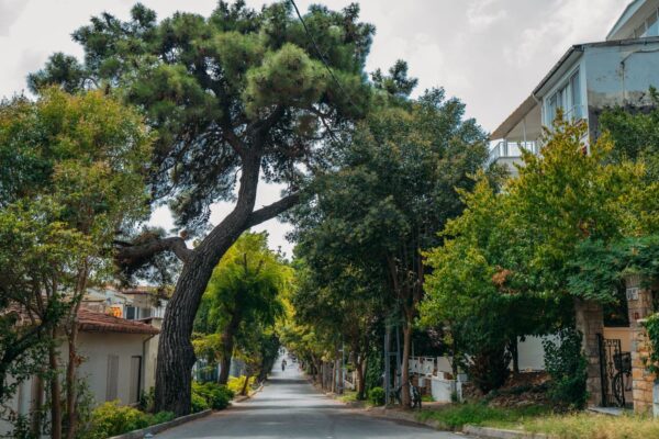 Tree-lined residential street