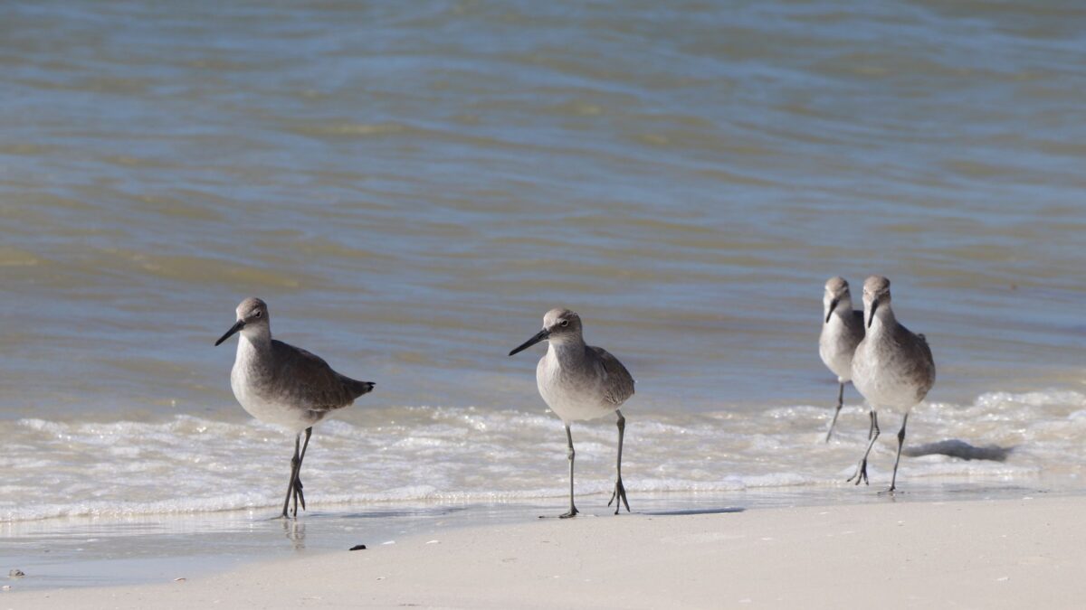 Beach in Fort Myers, Florida