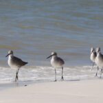 Beach in Fort Myers, Florida