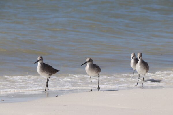 Beach in Fort Myers, Florida