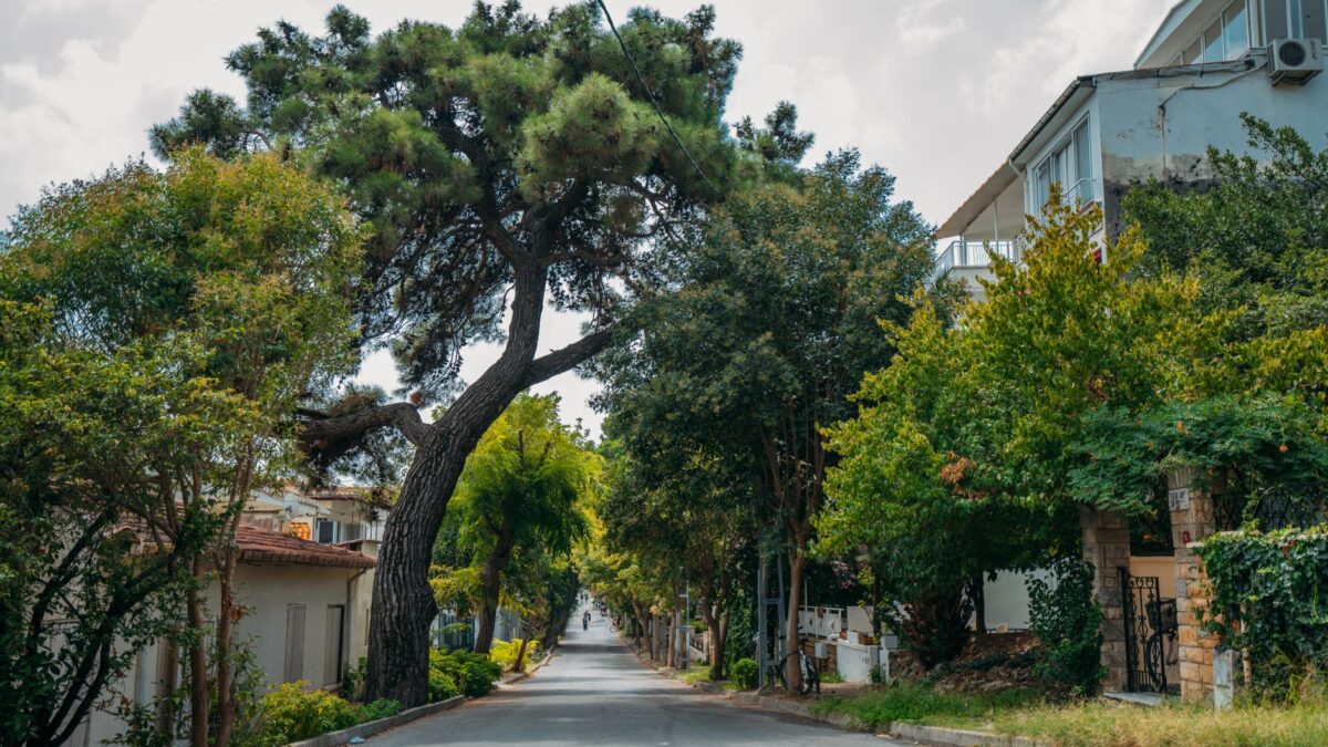 Suburban neighborhood street lined with houses and trees