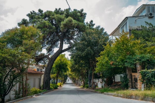 Suburban neighborhood street lined with houses and trees