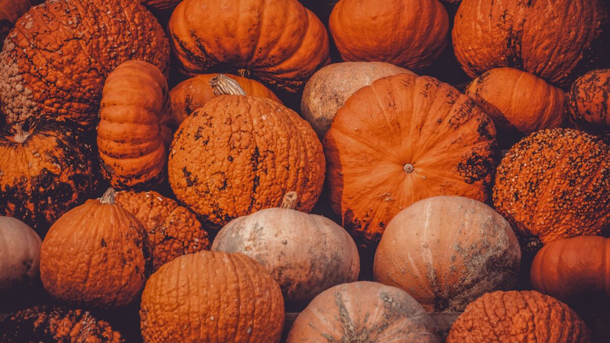 Giant pumpkin at a fall harvest festival