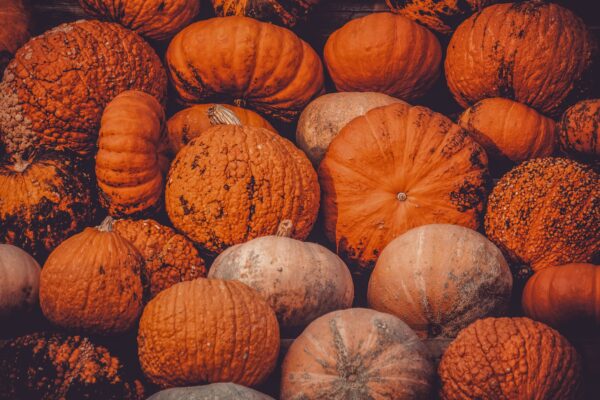 Giant pumpkin at a fall harvest festival