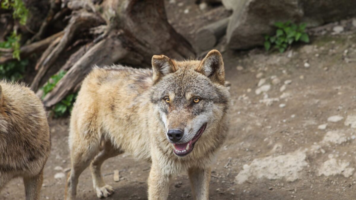 Gray wolf standing in a forest clearing