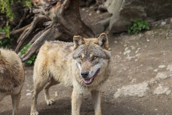 Gray wolf standing in a forest clearing