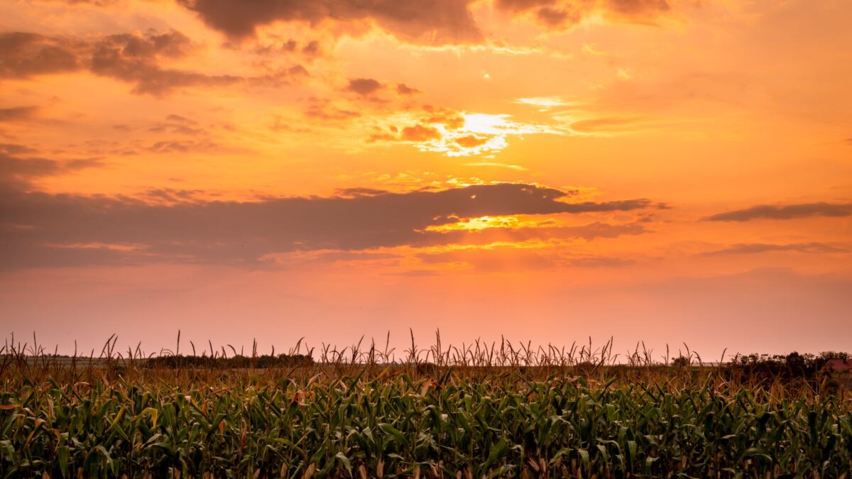 Sunset over a cornfield in Nebraska during October heat