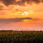 Sunset over a cornfield in Nebraska during October heat