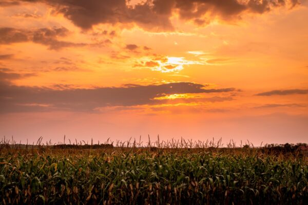 Sunset over a cornfield in Nebraska during October heat