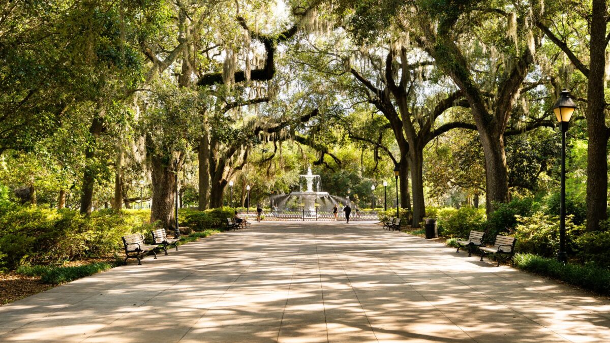 Oak trees draped in Spanish moss in Savannah Georgia's historic district