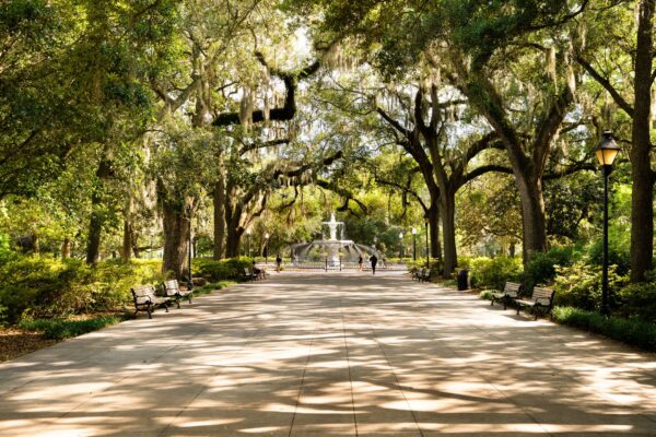 Oak trees draped in Spanish moss in Savannah Georgia's historic district