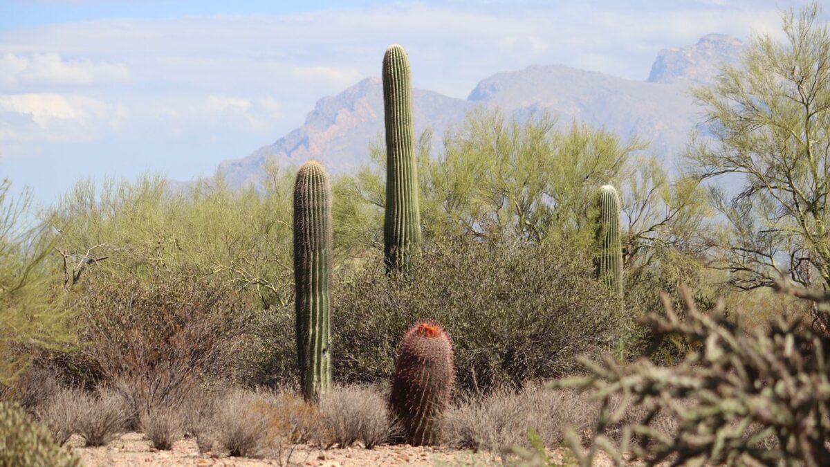 Saguaro cacti in the Sonoran Desert near Tucson, Arizona