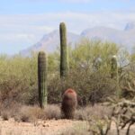 Saguaro cacti in the Sonoran Desert near Tucson, Arizona