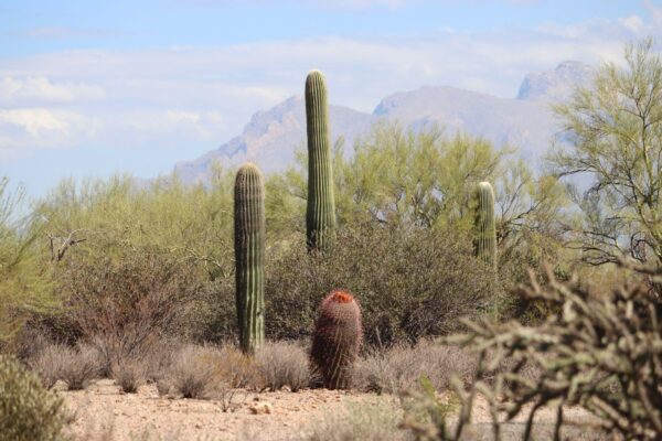 Saguaro cacti in the Sonoran Desert near Tucson, Arizona